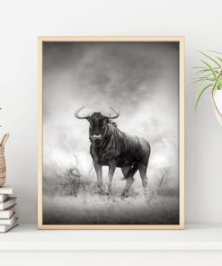 BUFFALO poster i 5 pack. (Lager)