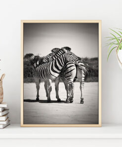 ZEBRA KRAM poster i 5 pack. (Lager)