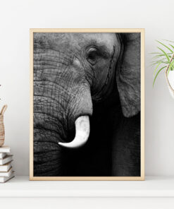 ELEFANT poster i 5 pack. (Lager)