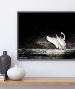 VITA SVANEN poster i 5 pack. (Lager)