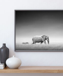 ELEFANT & ZEBRA poster i 5 pack. (Lager)