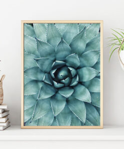 AGAVE BLAD poster i 5 pack. (Lager)