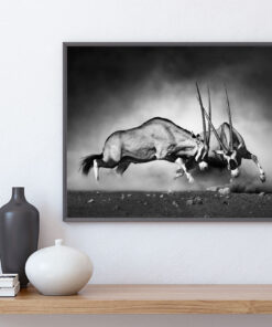 GEMSBOCKAR poster i 5 pack. (Lager)