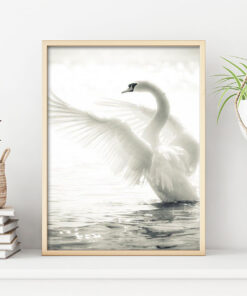 DANSANDE SVAN poster i 5 pack. (Lager)