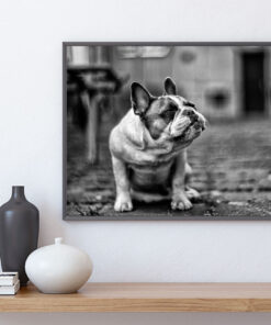 BULLDOG poster i 5 pack. (Lager)