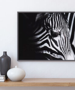 ZEBRA poster i 5 pack. (Lager)