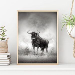 BUFFALO poster i 5 pack. (Lager)
