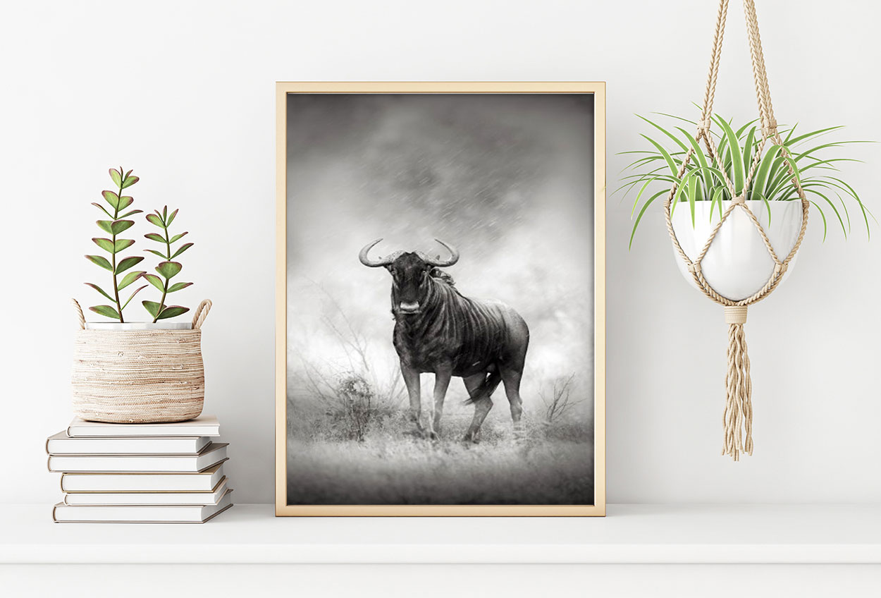 BUFFALO poster i 5 pack. (Lager)