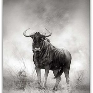 Alternative view of BUFFALO poster i 5 pack. (Lager)