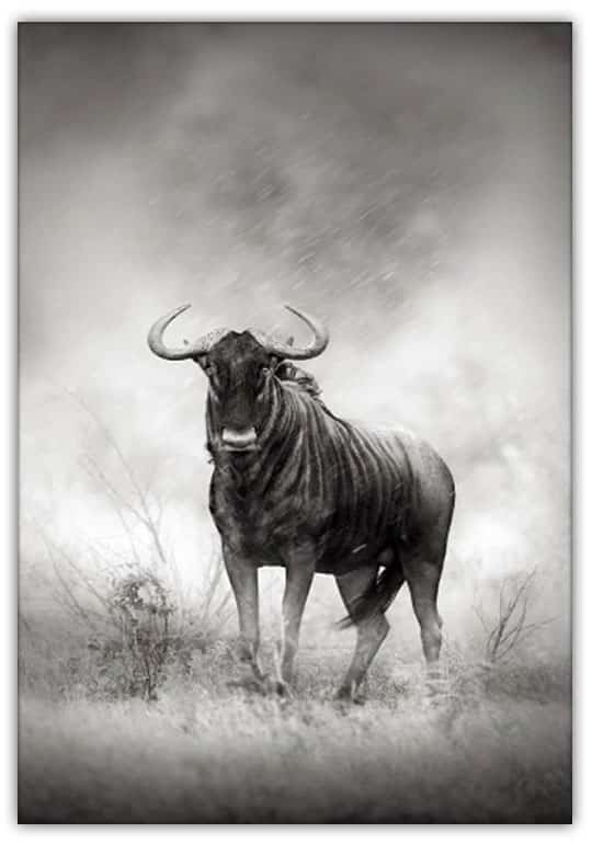 BUFFALO poster i 5 pack. (Lager) - Bild 2