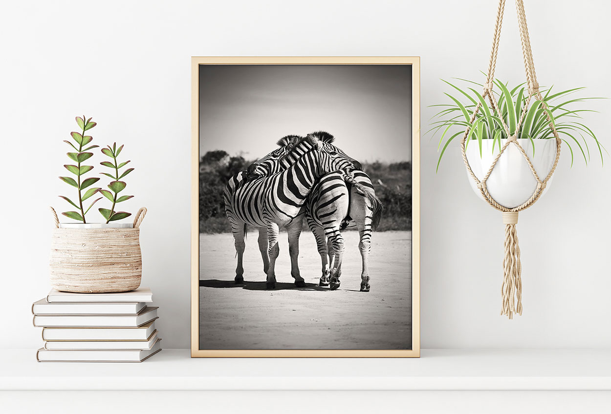 ZEBRA KRAM poster i 5 pack. (Lager)
