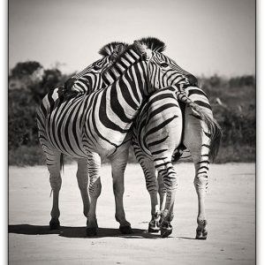 Alternative view of ZEBRA KRAM poster i 5 pack. (Lager)