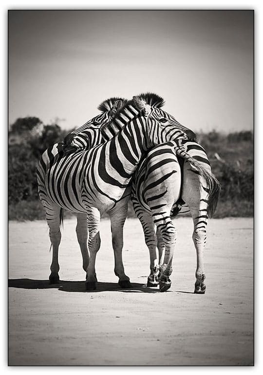 ZEBRA KRAM poster i 5 pack. (Lager) - Bild 2