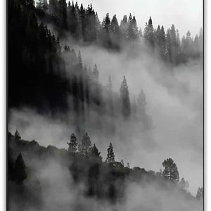 Alternative view of SKOG I DIMMA poster i 5 pack. (Lager)