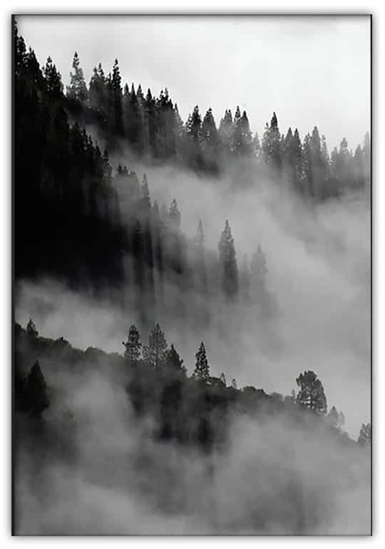 SKOG I DIMMA poster i 5 pack. (Lager) - Bild 2