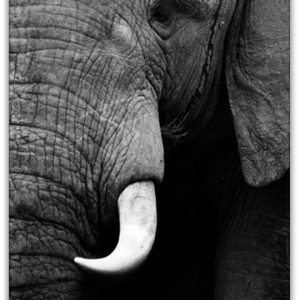 Alternative view of ELEFANT poster i 5 pack. (Lager)
