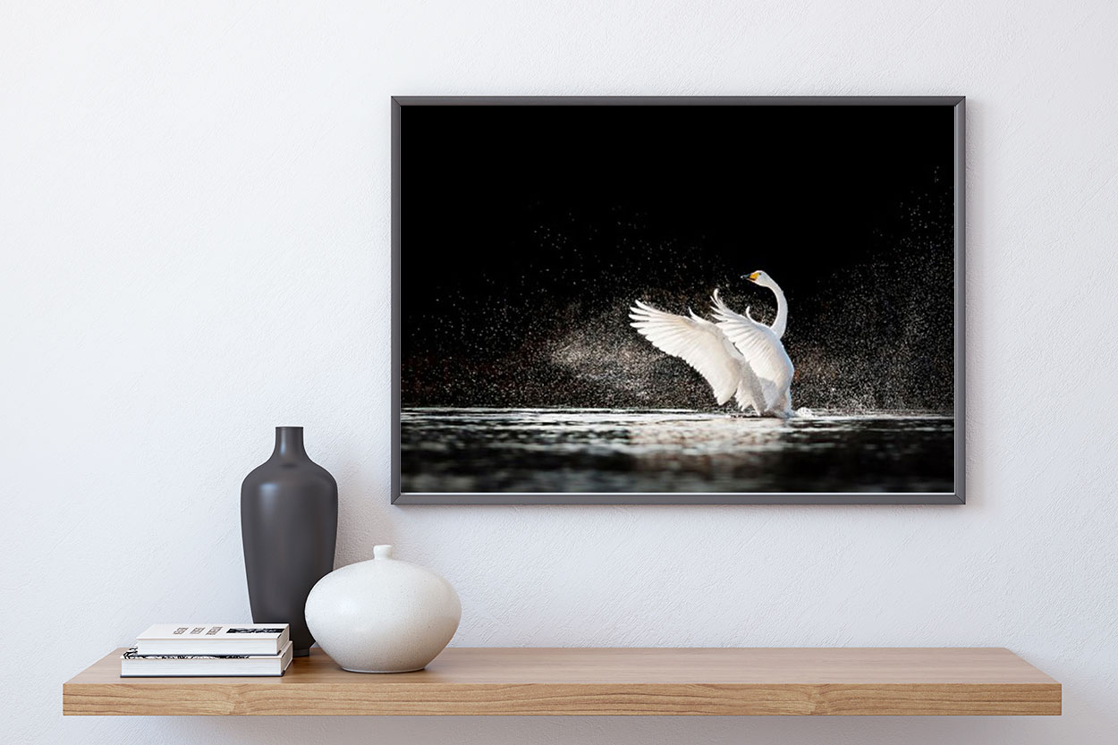 VITA SVANEN poster i 5 pack. (Lager)