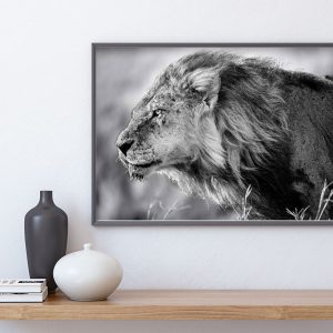LEJON PROFIL poster i 5 pack. (Lager)