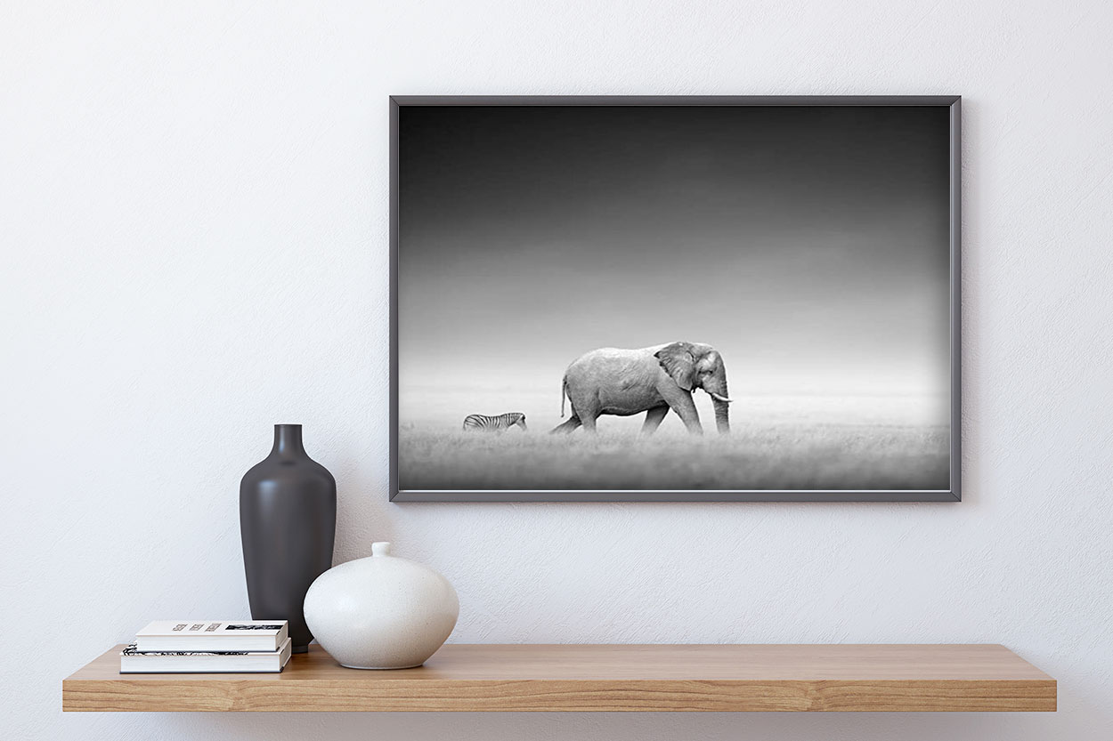 ELEFANT & ZEBRA poster i 5 pack. (Lager)