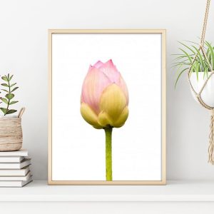 TULPAN poster i 5 pack. (Lager)