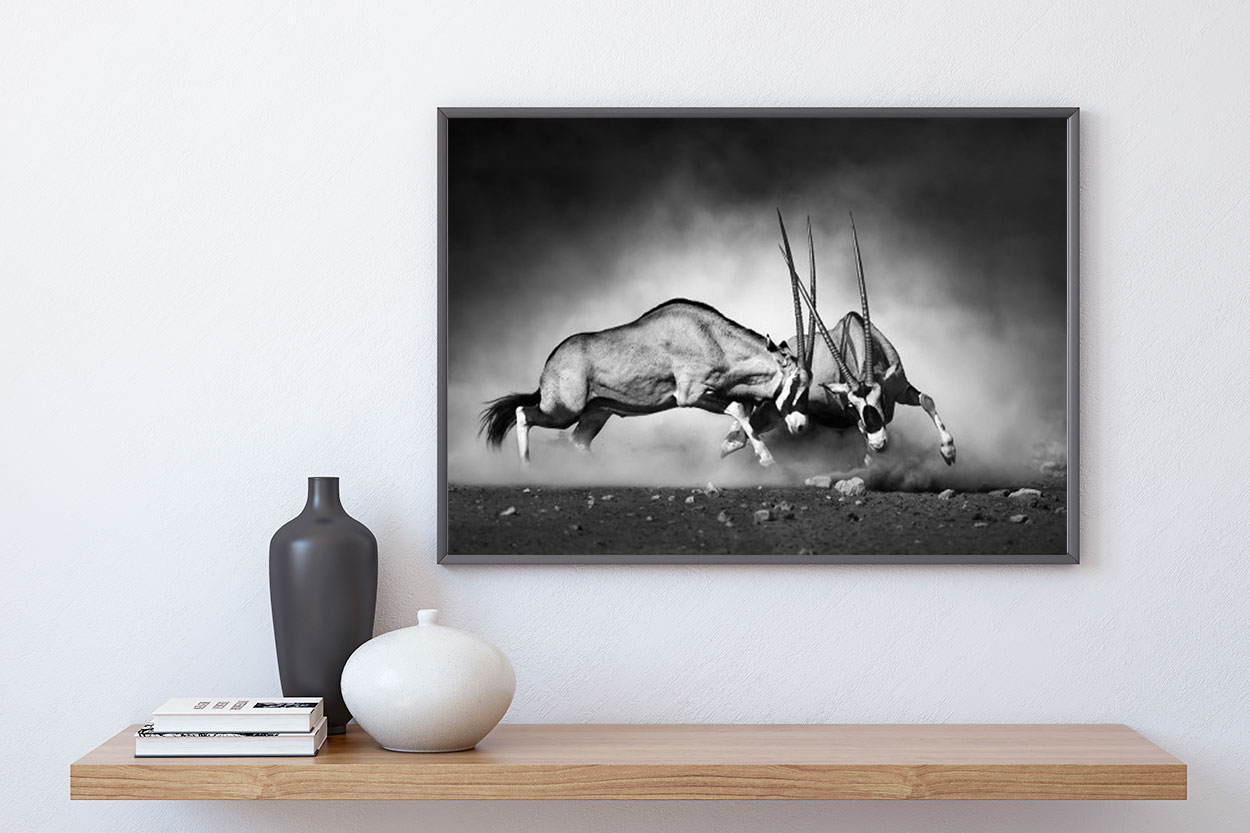 GEMSBOCKAR poster i 5 pack. (Lager)