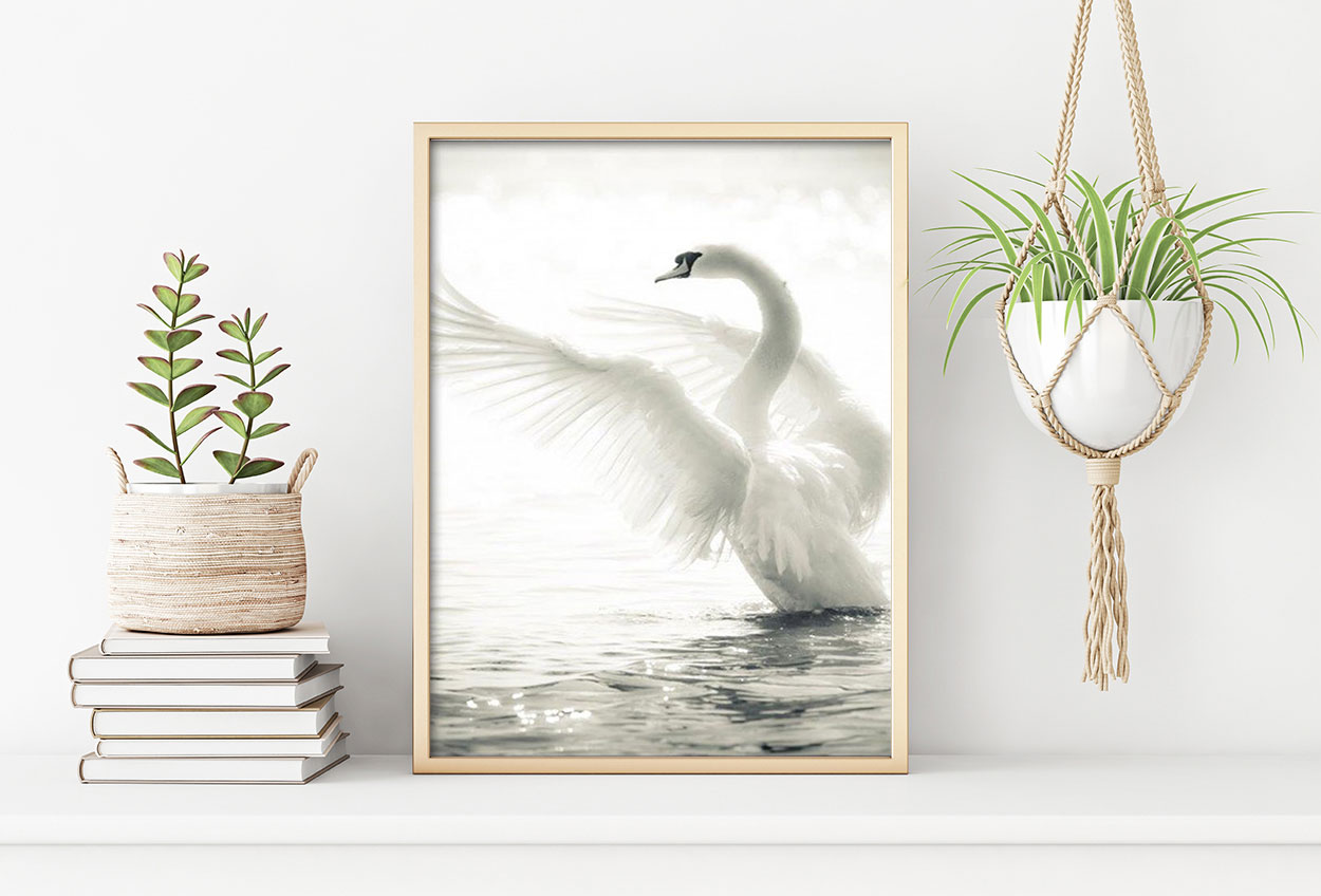 DANSANDE SVAN poster i 5 pack. (Lager)