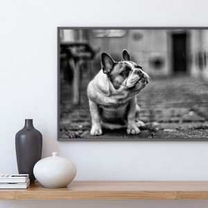 BULLDOG poster i 5 pack. (Lager)