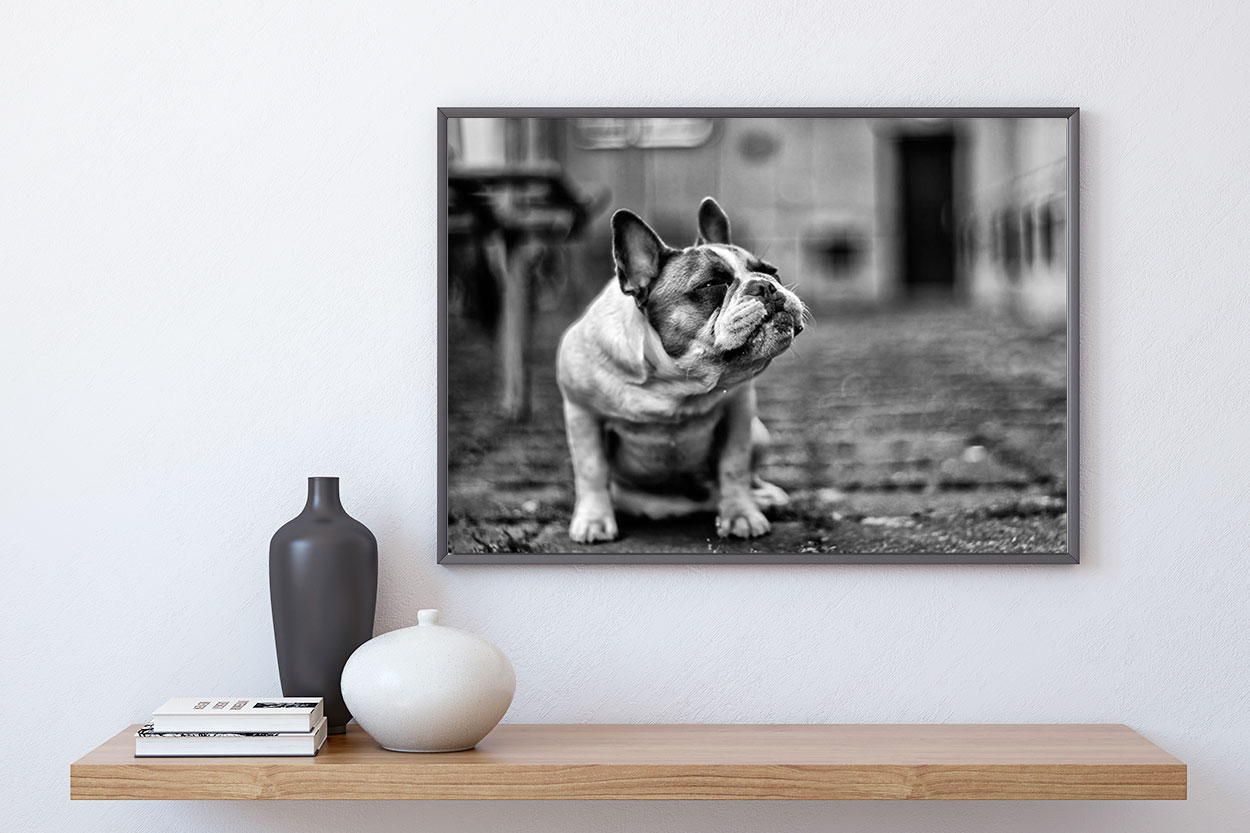 BULLDOG poster i 5 pack. (Lager)