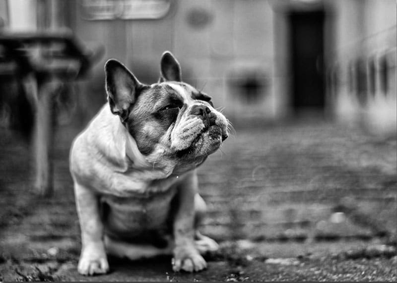 BULLDOG poster i 5 pack. (Lager) - Bild 2