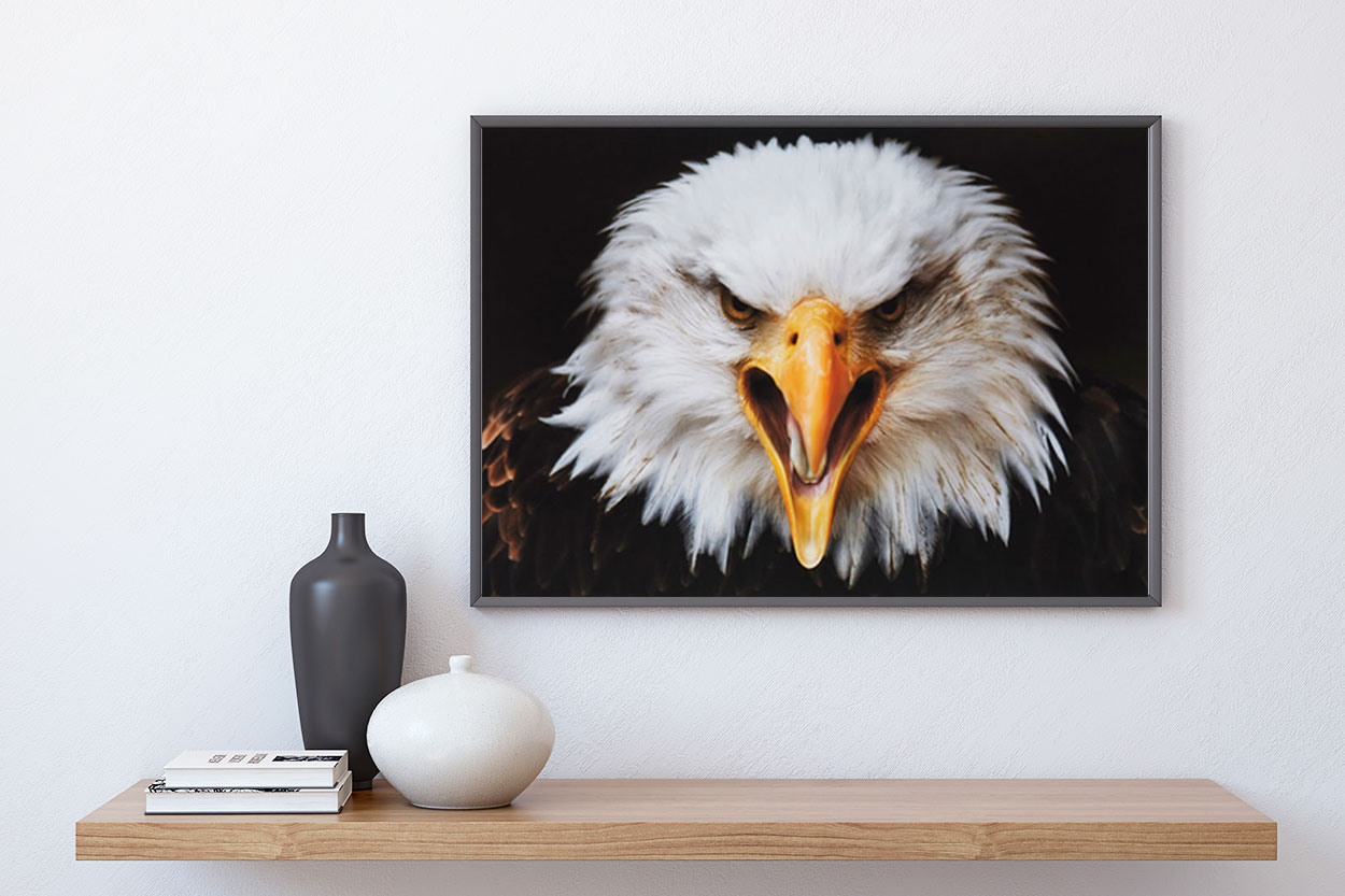ÖRNEN poster i 5 pack. (Lager)