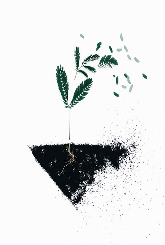 PLANTA MED JORD poster i 5 pack. (Lager) - Bild 2