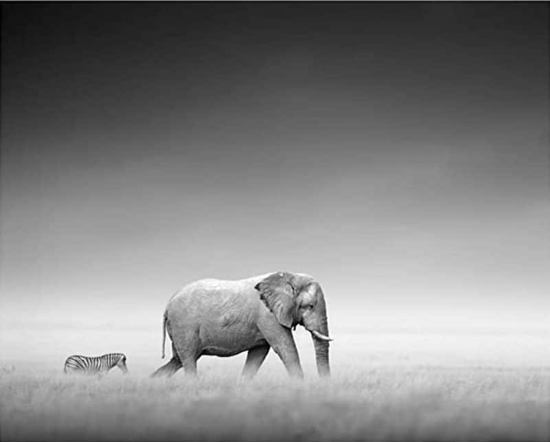 ELEFANT & ZEBRA poster i 5 pack. (Lager) - Bild 3